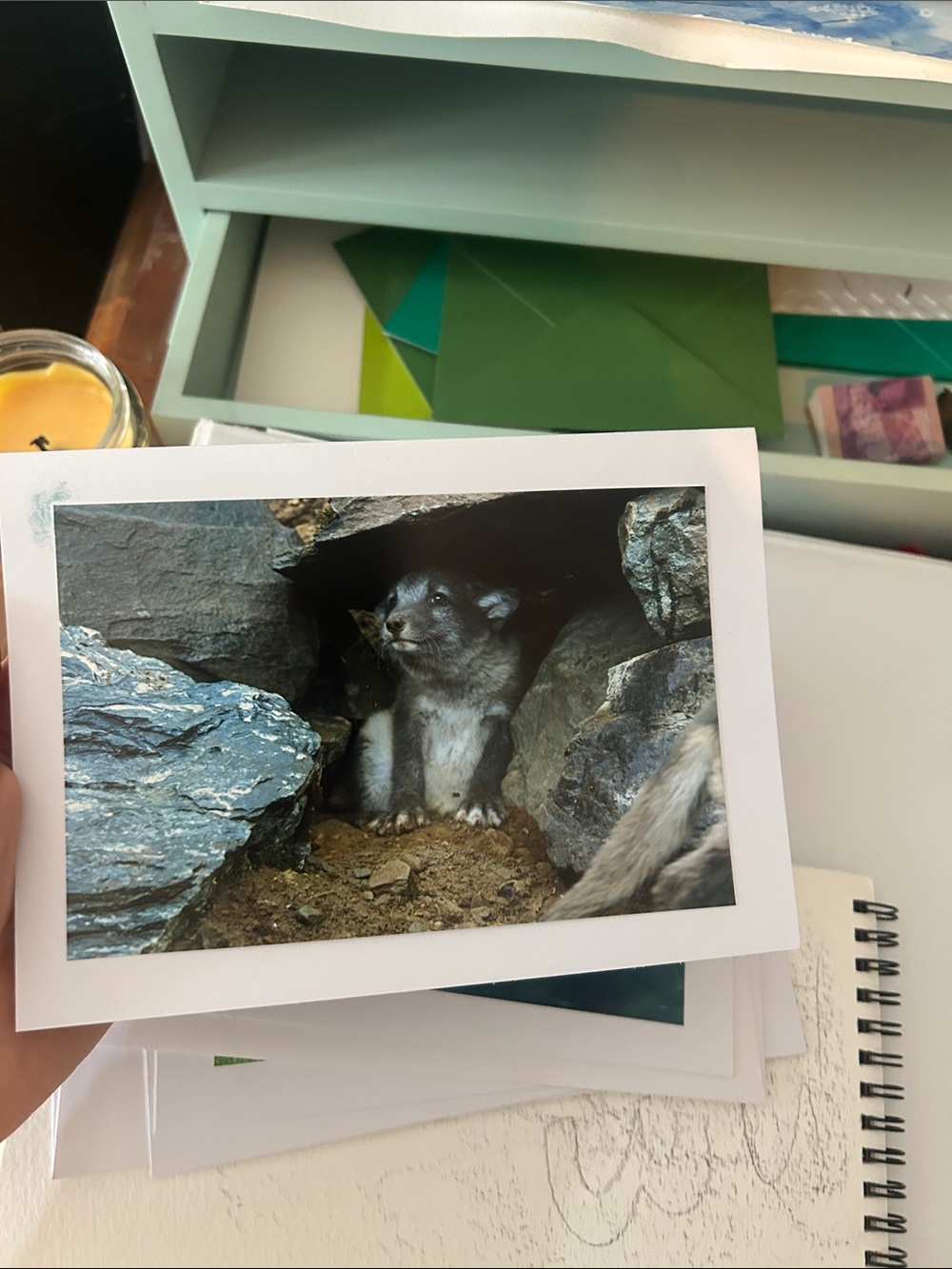 Fox Photo Print - Wildlife Photograph in Earth Tones